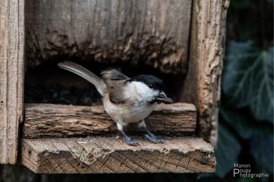 Mésange nonnette