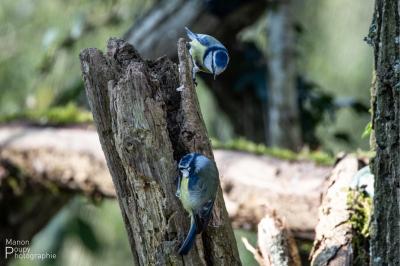 Mésange bleue