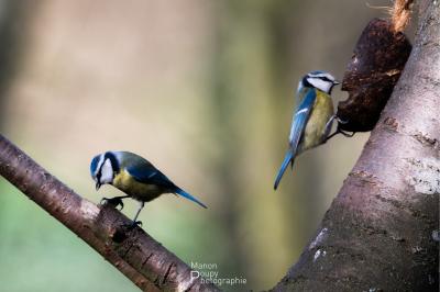 Mésange bleue