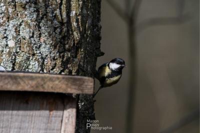 Mésange charbonnière
