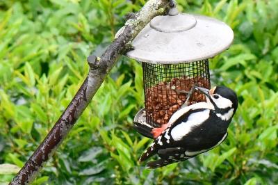 Pic épeiche