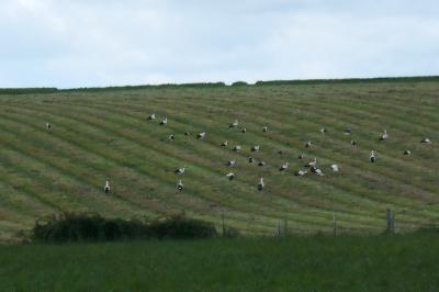 Cigogne blanche