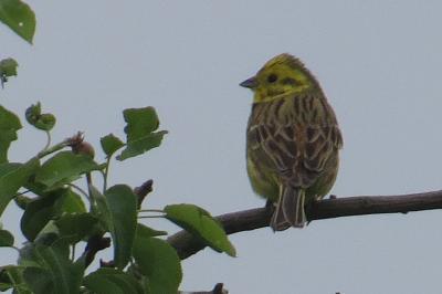 Emberiza cirlus