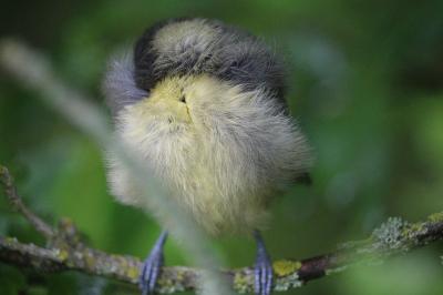 Mésange bleue