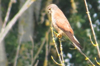 Faucon crécerelle