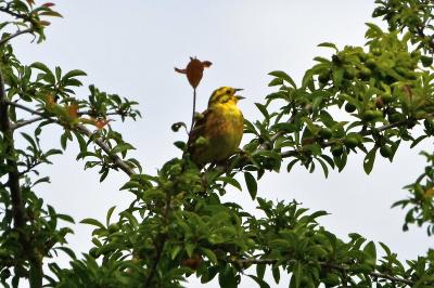 Bruant jaune