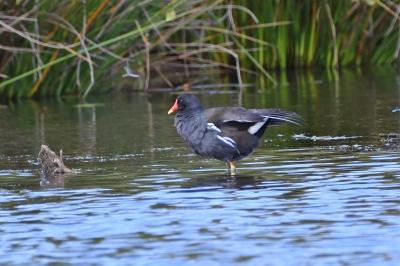Gallinula chloropus