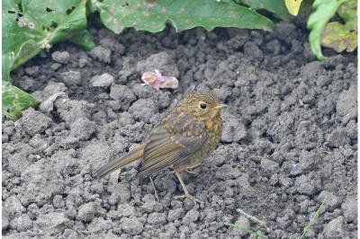 Erithacus rubecula
