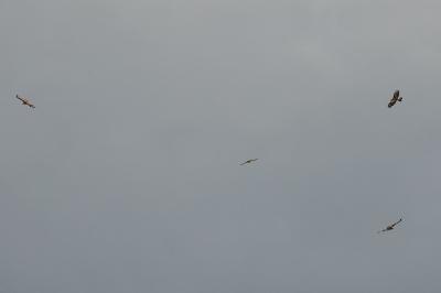 Buse variable