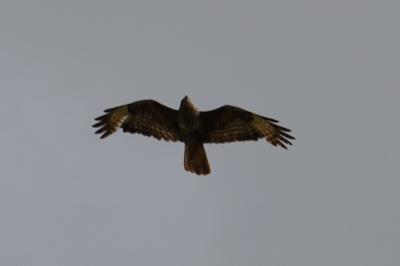 Buse variable