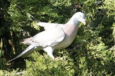 Pigeon ramier