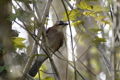 Garrulus glandarius