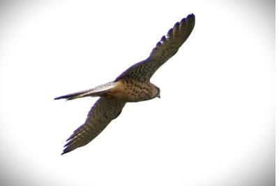 Faucon crécerelle