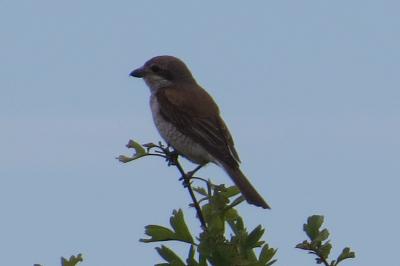 Lanius collurio
