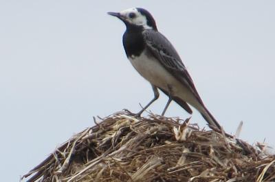 Motacilla alba