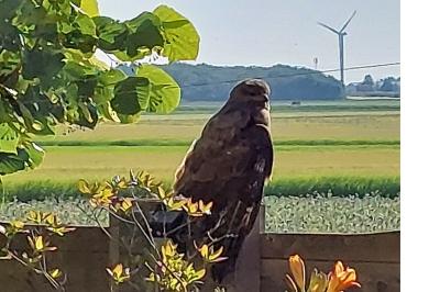 Buse variable