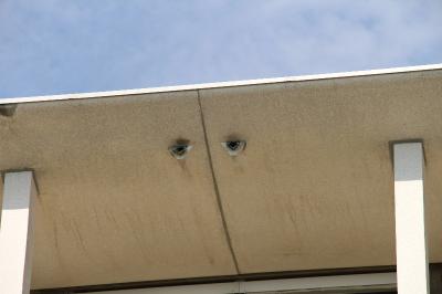 Moineau domestique