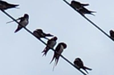 Hirondelle rustique