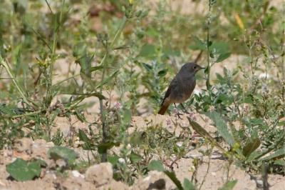 Phoenicurus ochruros