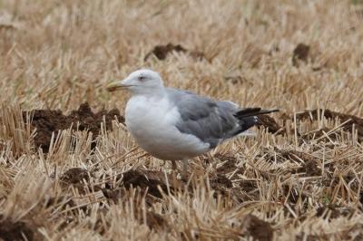 Larus michahellis