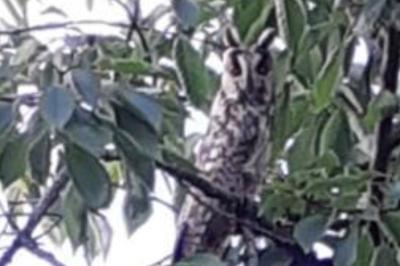 Hibou moyen-duc