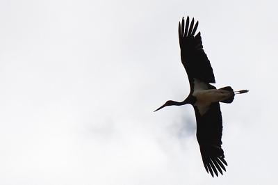 Cigogne noire