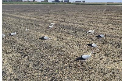 Cigogne blanche