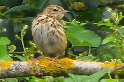 Anthus trivialis
