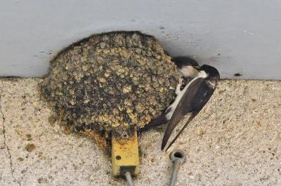 Delichon urbicum