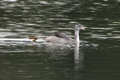 Podiceps cristatus