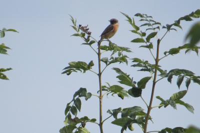 Saxicola rubicola