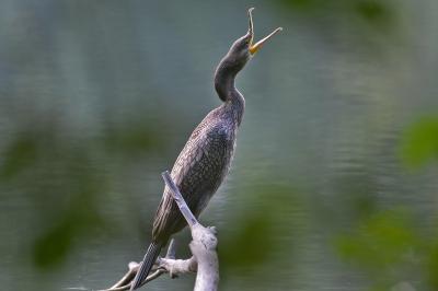 Phalacrocorax carbo