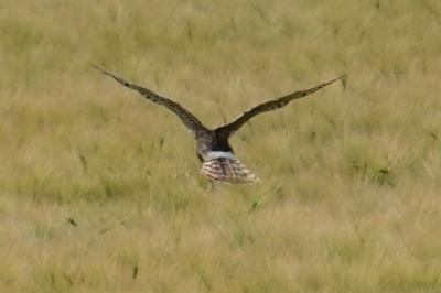 Busard Saint-Martin