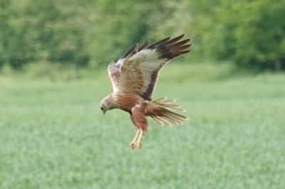Circus aeruginosus