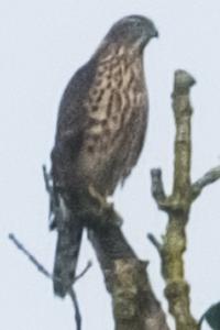 Accipiter gentilis