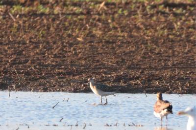 Calidris pugnax
