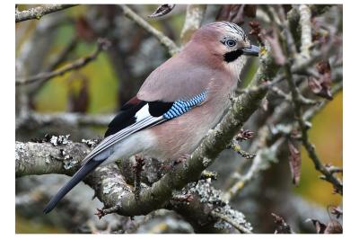 Garrulus glandarius