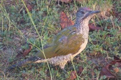 Picus viridis