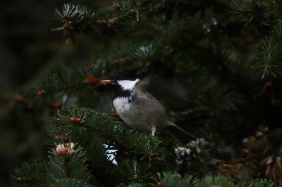 Mésange noire