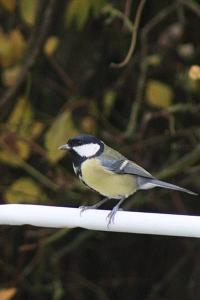 Mésange charbonnière