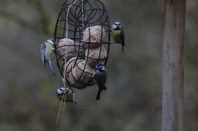 Mésange bleue