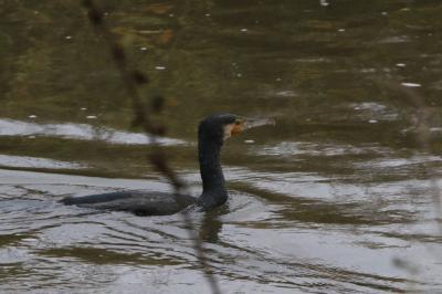 Grand Cormoran