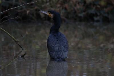 Grand Cormoran