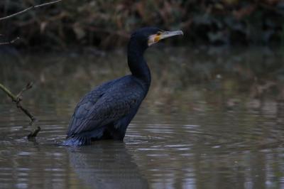 Grand Cormoran