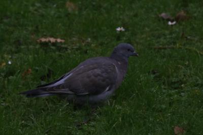 Pigeon ramier