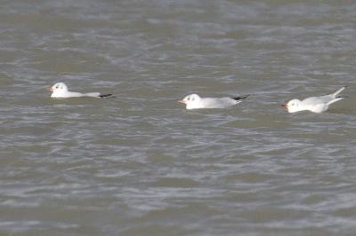 Mouette rieuse