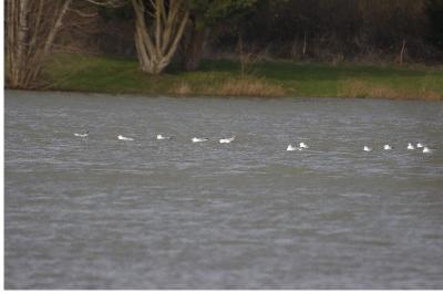 Mouette rieuse