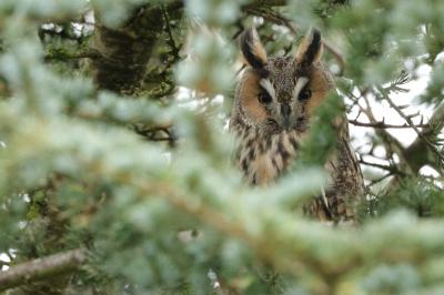 Hibou moyen-duc