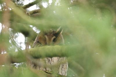 Hibou moyen-duc