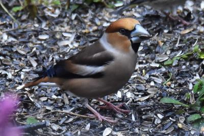 Coccothraustes coccothraustes